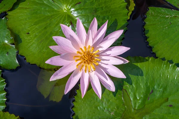 Beautiful Pink Lotus Water Plant Pond Tropical Garden Island Bali — Stock Photo, Image