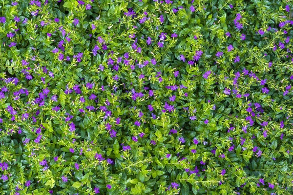 Beautiful Purple Flowers Green Leaves Tropical Garden Close Island Bali — Stock Photo, Image