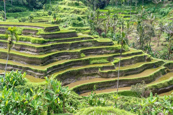 Πράσινο Ταράτσες Ρυζιού Ορυζώνες Στο Βουνό Κοντά Ubud Τροπικό Νησί — Φωτογραφία Αρχείου