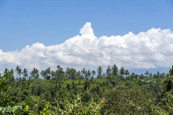 Paesaggio Con Campi Verdi Palme Nuvole Bianche Sul Cielo Blu — Foto Stock