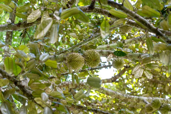 Árvore Durian Fruta Durian Fresca Árvore Durians São Rei Dos — Fotografia de Stock