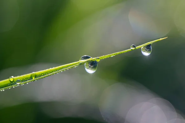 Groene Rijst Stengel Achtergrond Met Waterdruppels Gras Stengels Met Waterdruppels — Stockfoto