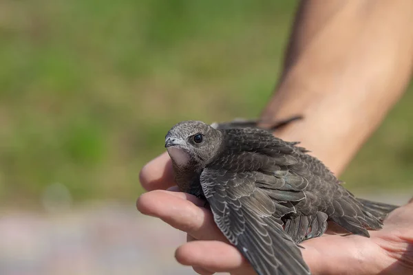 Man Hand Holds Swifts Found Order Let Close Newborn Swift — Stock Photo, Image
