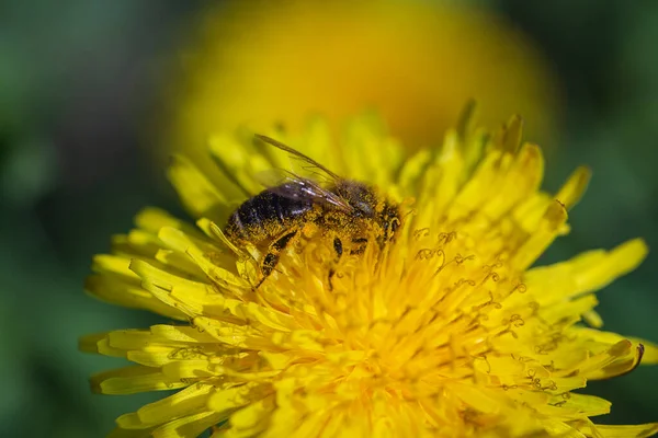 Pissenlit Taraxacum Officinale Fleur Jaune Sauvage Abeille Dans Nature Gros — Photo