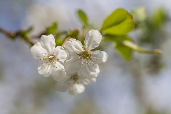 Flores Blancas Las Flores Cerezo Sobre Fondo Primaveral Árbol Frutal —  Fotos de Stock