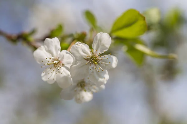 Fleurs Blanches Des Fleurs Cerisier Sur Fond Jour Printemps Floraison — Photo