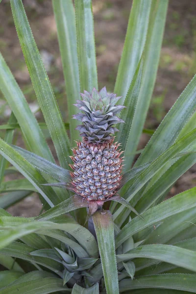 Pineapple Growing Plantation Tropical Fruit Island Koh Phangan Thailand Close — Stock Photo, Image