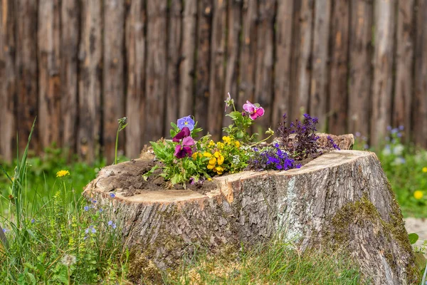 Dekoratives Blumenbeet Mit Blumen Auf Dem Baumstumpf Garten Nahaufnahme — Stockfoto