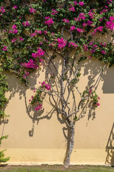 Een Decoratieve Bloem Boom Siert Gele Muur Van Het Gebouw — Stockfoto