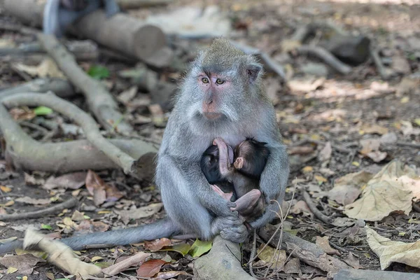 インドネシアのバリ島 ウブドの神聖な猿の森で野生の猿の家族 サルの森公園は 野生動物の生息するアジアのランドマークや観光地を旅行します — ストック写真