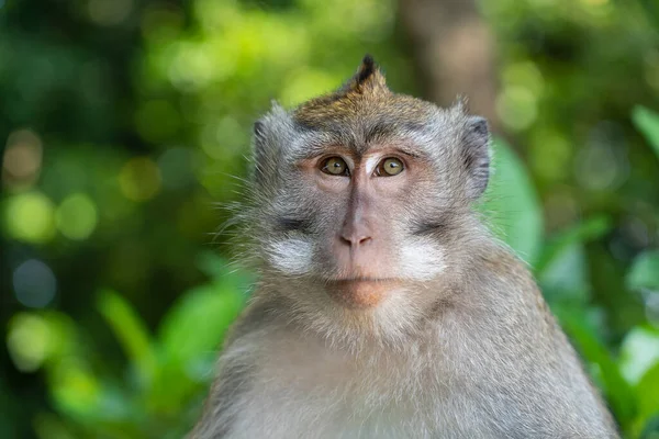 インドネシアのバリ島 ウブドの神聖な猿の森で野生の猿の家族 サルの森公園は 野生動物の生息するアジアのランドマークや観光地を旅行します — ストック写真