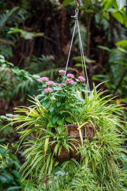 Danang, Vietnam 'da tropikal bir bahçede saksıda gül çiçekleri. Kapat.