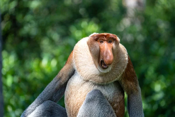 Malezya 'nın Borneo adasındaki yağmur ormanlarında yaşayan vahşi bir Probosci maymunu ya da Nasalis larvası portresi. Büyük burunlu harika bir maymun..
