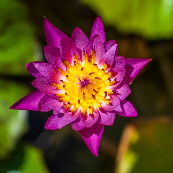 Colorful Water Lily Flowers Water Surface Top View Close Vietnam — Stock Photo, Image