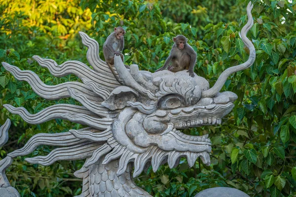 2匹の野生の猿の肖像画は ベトナムのダナンの仏教寺院で龍の石の彫刻に座っている 閉じろ — ストック写真