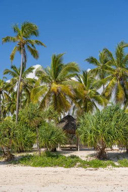 Doğu Afrika, Tanzanya 'daki Zanzibar adasında hindistan cevizi palmiyeleri olan tropik bir sahil. Seyahat ve tatil kavramı