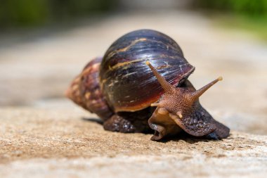 Yollarda sürünen kabuklu büyük salyangoz, Arusha 'da, Tanzanya' da, Doğu Afrika 'da yaz günü, kapan.
