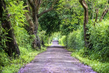 Ağaç tüneli gibi büyük yeşil ağaçların yanındaki uzun yol. Tanzanya, Doğu Afrika.