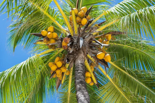 ビーチ ザンジバル島 タンザニア 東アフリカの上の床の高さからココナッツヤシの木の見通し 青い空に緑のヤシの葉とココナッツの背景 — ストック写真