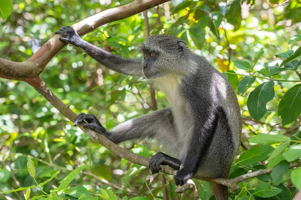 ザンジバル島 タンザニア 東アフリカの熱帯林の枝に座っている野生の固有種の青い猿 クローズアップ — ストック写真