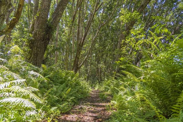 Jungle Les Pěší Stezkou Volně Žijících Živočichů Jasného Slunečného Dne — Stock fotografie