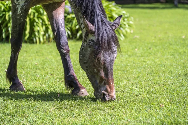 Cavalo Pastando Grama Verde Jardim Tropical Tanzânia África Oriental — Fotografia de Stock