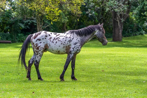 Cavalo Pastando Grama Verde Jardim Tropical Tanzânia África Oriental — Fotografia de Stock