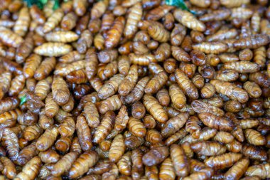 Tayland 'da sokak yemeklerinde kızarmış ipek solucanları. İyice kızarana kadar kızarırlar. Ta ki gevrek, tuzlu ve protein açısından zengin bir atıştırmalık olana kadar..