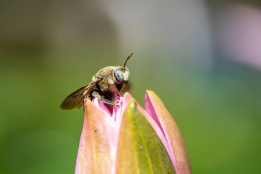 Ubud, Bali Adası, Endonezya 'da pembe nilüfer çiçeği üzerinde Asya yaban arısı. Yaklaş, makro.