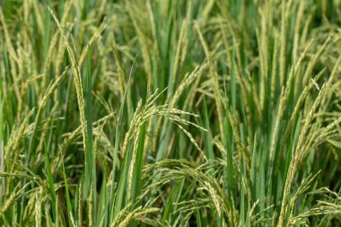Yeşil pirinç saplı tarla. Ubud, Bali Adası, Endonezya. Yeşil pirinç teraslarını kapatın.