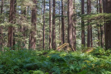 Manali 'deki çam ağaçları ormanı, Himachal Pradesh eyaleti, Hindistan. Güzel deodar ormanı