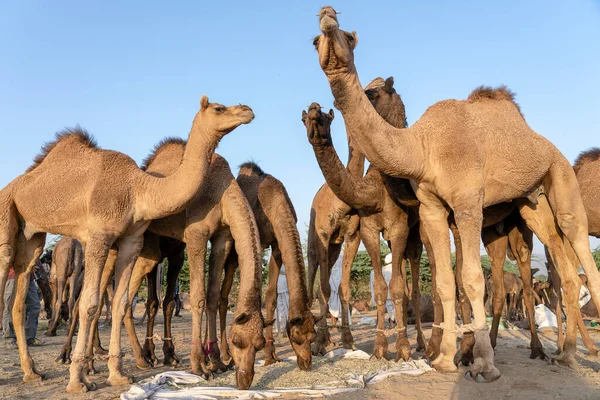 Velké Stádo Velbloudů Poušti Thar Během Každoročního Veletrhu Velbloudů Pushkar — Stock fotografie