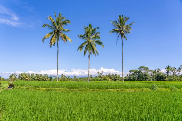 Drei Große Kokospalmen Auf Grünen Reisterrassen Vor Blauem Himmel Sonnigen — Stockfoto