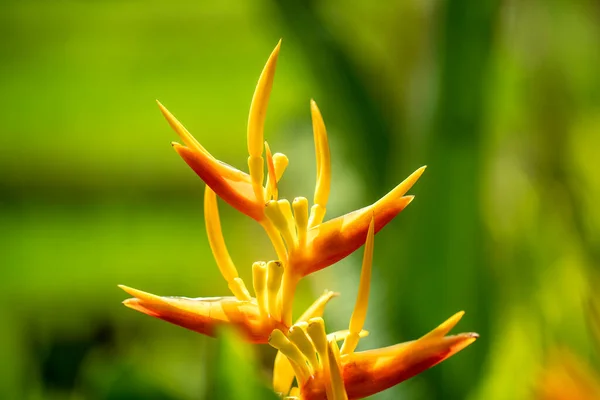 Flores Tropicales Anaranjadas Ubud Isla Bali Indonesia Cerca — Foto de Stock