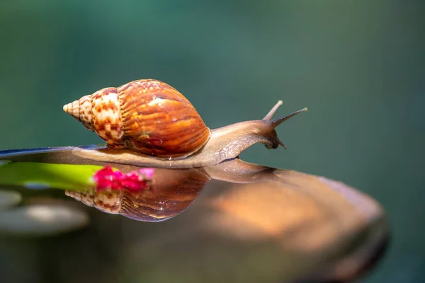 Snail Shell Crawls Ceramic Pot Water Summer Day Garden Close — Stock Photo, Image