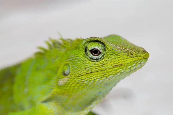 Porträtt Liten Grön Leguan Vit Träbakgrund Tropiska Bali Indonesien Närbild — Stockfoto