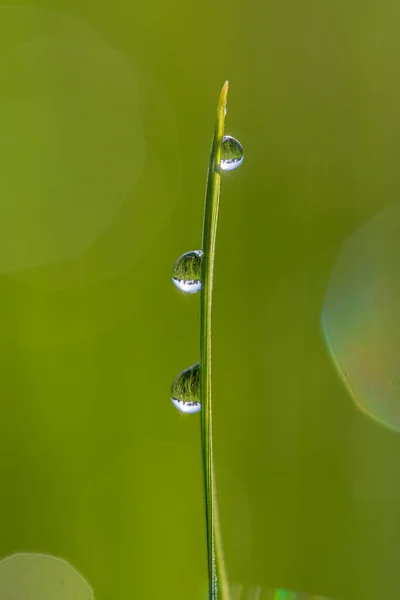 Groene Rijst Stengel Achtergrond Met Waterdruppels Gras Stengels Met Waterdruppels — Stockfoto