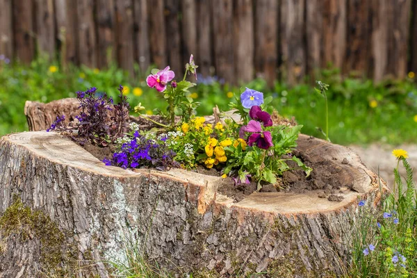 Dekoratives Blumenbeet Mit Blumen Auf Dem Baumstumpf Garten Nahaufnahme — Stockfoto