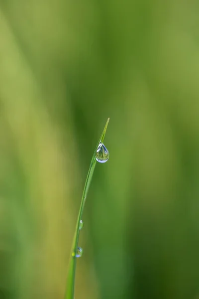 Fondo Gambo Riso Verde Con Gocce Acqua Steli Erba Con — Foto Stock