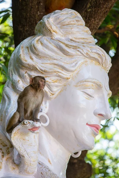 Vahşi Maymun Bir Shiva Heykelinde Oturuyor Hindu Idolü Rishikesh Hindistan — Stok fotoğraf