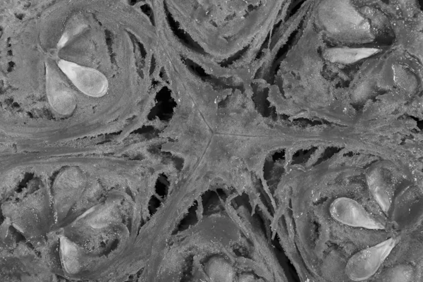 Balkabağı Hamuru Dokusuyla Ikiye Bölünmüş Balkabağı Dilimleri Arka Planda Yakın — Stok fotoğraf