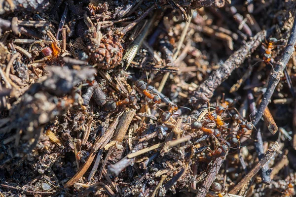 Großer Ameisenhaufen Wald Großer Ameisenhaufen Mit Ameisenkolonie Sommerwald Ameisen Auf — Stockfoto