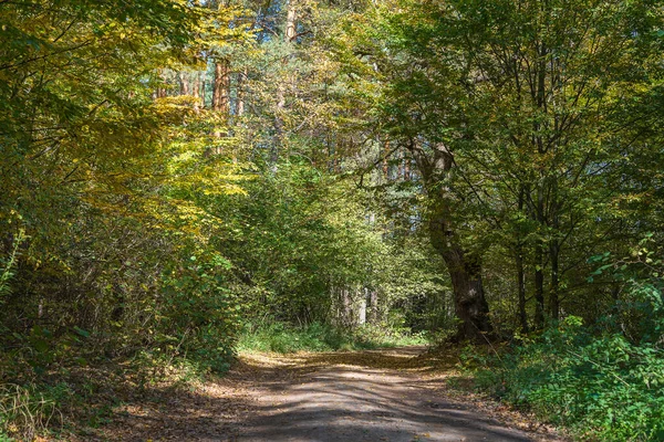 Vue Angle Bas Une Route Milieu Une Forêt Automne Arbres — Photo