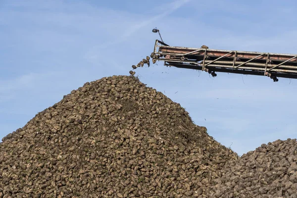 Krantransportör För Skördetröskor Som Lossar Sockerbetor Skördemaskin Arbetar Jordbruksmark Jordbruksutrustning — Stockfoto