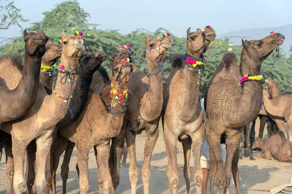 Grande Rebanho Camelos Deserto Thar Durante Anual Pushkar Camel Fair — Fotografia de Stock