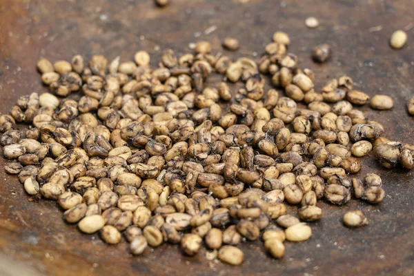 Luwakコーヒー 汚れたコーヒー豆 閉じます ルワク Kopi Luwak アジアのパームシベットによって食べられ 食べられる部分消化されたコーヒーチェリーを含むコーヒーです インドネシアのウブド島バリ島 — ストック写真