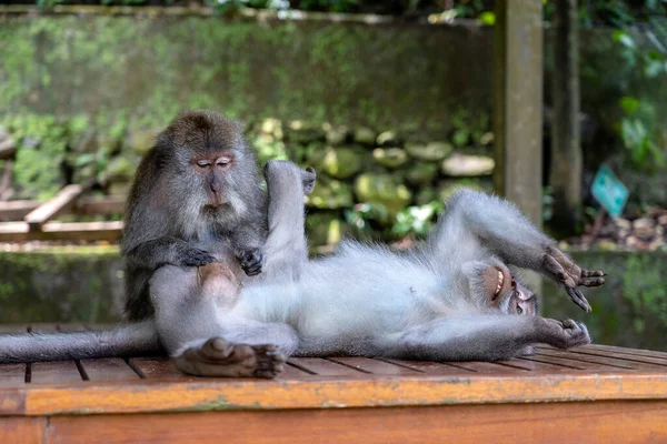 Macaco Apanha Pulgas Família Macacos Floresta Macacos Sagrados Ubud Ilha — Fotografia de Stock