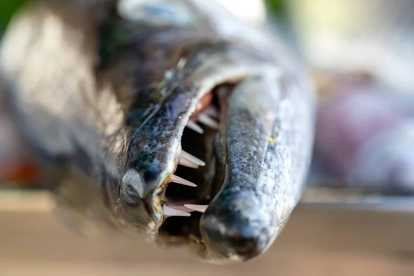 Cerca Los Dientes Barracuda Mar Barracuda Pescado Fresco Mercado Alimentos — Foto de Stock