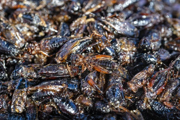 Deep Fried Cicada Egyike Hagyományos Helyi Thai Ételeknek Thaiföldön Mélyen — Stock Fotó