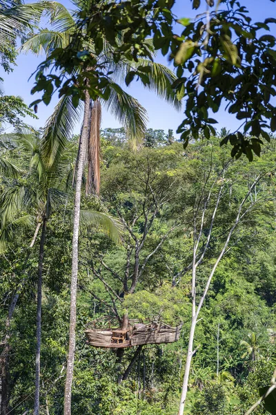 Área Recreação Extrema Uma Árvore Tropical Alta Selva Perto Dos — Fotografia de Stock